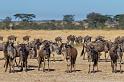 079 Tanzania, N-Serengeti, gnoes